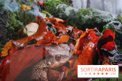 Exposition Planète Grenouille par Cyril Ruoso au Jardin des Plantes