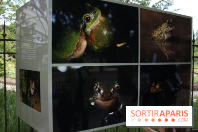 Exposition Planète Grenouille par Cyril Ruoso au Jardin des Plantes