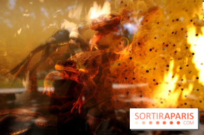 Exposition Planète Grenouille par Cyril Ruoso au Jardin des Plantes