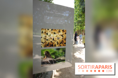 Exposition Planète Grenouille par Cyril Ruoso au Jardin des Plantes