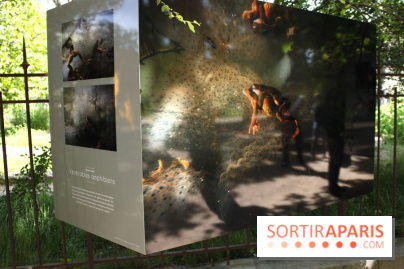 Exposition Planète Grenouille par Cyril Ruoso au Jardin des Plantes