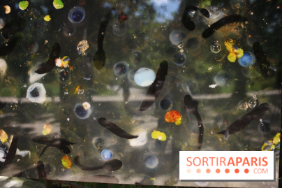 Exposition Planète Grenouille par Cyril Ruoso au Jardin des Plantes