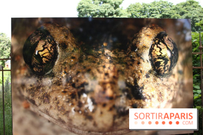 Exposition Planète Grenouille par Cyril Ruoso au Jardin des Plantes