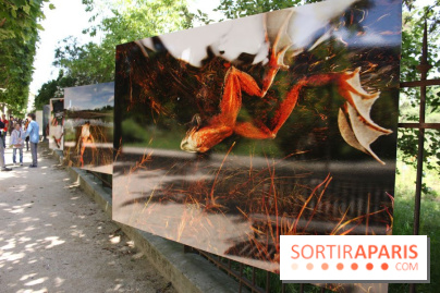 Exposition Planète Grenouille par Cyril Ruoso au Jardin des Plantes