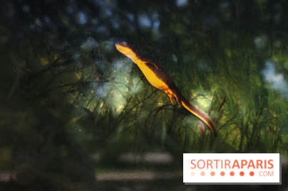Exposition Planète Grenouille par Cyril Ruoso au Jardin des Plantes