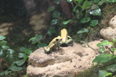 la ménagerie du jardin des plantes