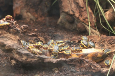 la ménagerie du jardin des plantes