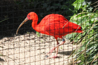 la ménagerie du jardin des plantes
