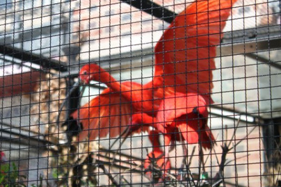 la ménagerie du jardin des plantes