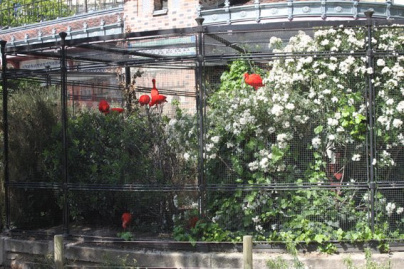 la ménagerie du jardin des plantes