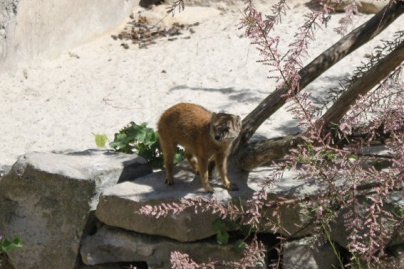 la ménagerie du jardin des plantes