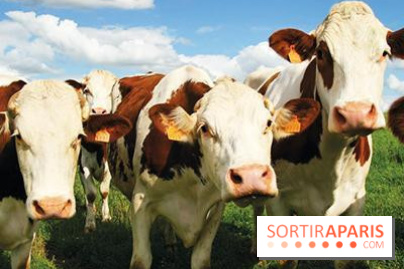 Les labyrinthes de la Ferme de Gally