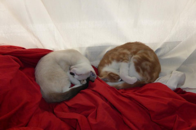 Le Café des Chats Bastille ouvre ses portes