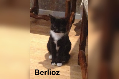 Le Café des Chats à Paris