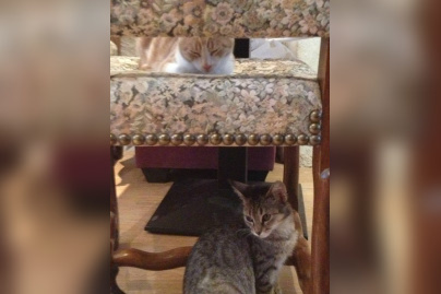 Le Café des Chats à Paris