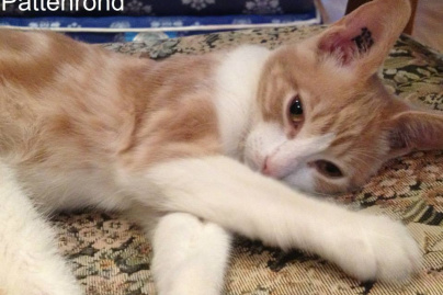 Le Café des Chats à Paris