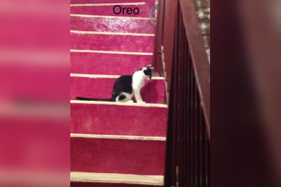 Le Café des Chats à Paris