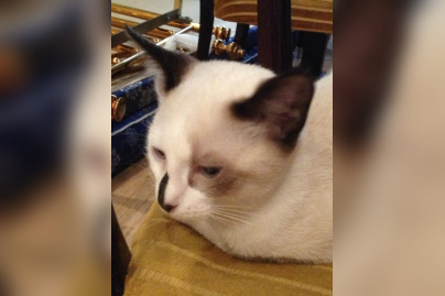 Le Café des Chats à Paris