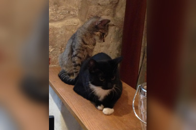 Le Café des Chats à Paris