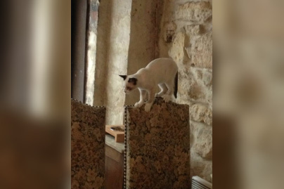 Le Café des Chats à Paris