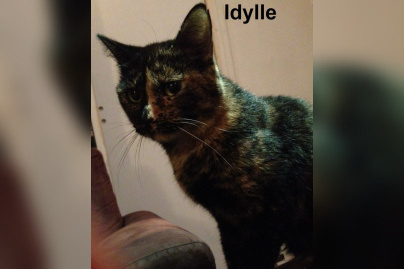 Le Café des Chats à Paris