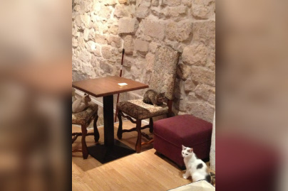 Le Café des Chats à Paris