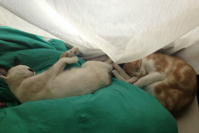 Le Café des Chats à Paris