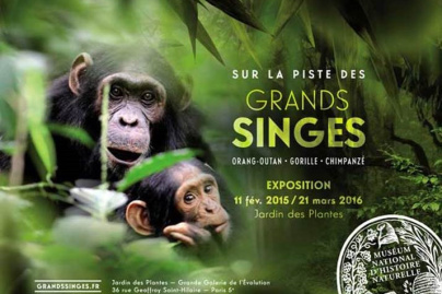  Grands Singes dans la Grande Galerie de l'Evolution
