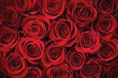 roses rouges