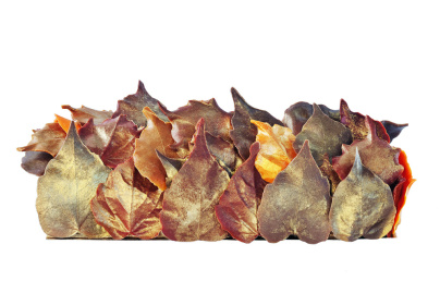 Bûche de Noël 2016 aux Etangs de Corot (Versailles)