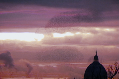 exposition Laurent Grasso Jeu de Paume, exposition Laurent Grasso Paris, exposition vidéo Jeu de Paume Paris, exposition Laurent Grasso vidéo Paris, exposition court métrage Paris, vidéo Grasso Paris, exposition Jeu de Paume Mai 2012 | Laurent Grasso, Les Oiseaux, 2008 Courtesy Galerie chez Valentin, Paris & Sean Kelly Gallery, New York © Laurent Grasso / ADAGP, Paris, 2012