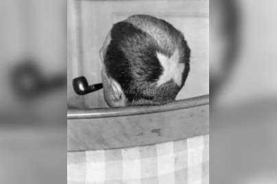 Cheveux Cheris Musée Quai Branly | Tonsure de Marcel Duchamp, 1919  photo Man Ray  collection particulière