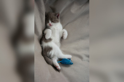 nadezhda-nikolaenko-uonij8u-ovc-unsplash