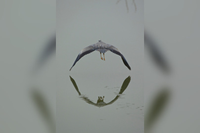 exposition AHAE au Chateau de Versailles