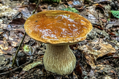 Où cueillir des champignons autour de paris ?