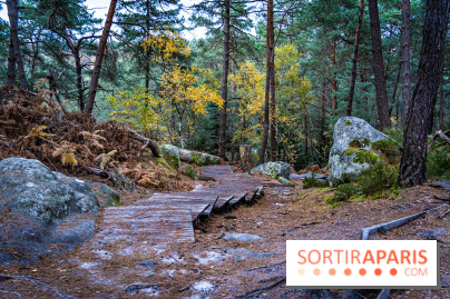 Journée internationale des forêts 2024 : des visites guidées gratuites en forêt de Fontainebleau