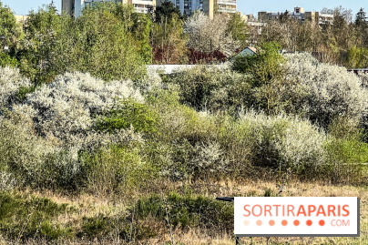 Allergies aux pollens en Ile-de-France : nouveau bulletin, causes et recommandations 