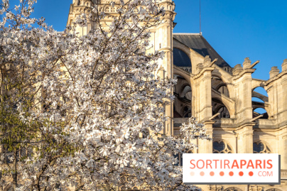 Paris : le printemps prend de l'avance : 6 spots d'arbres en fleurs à découvrir en ce moment