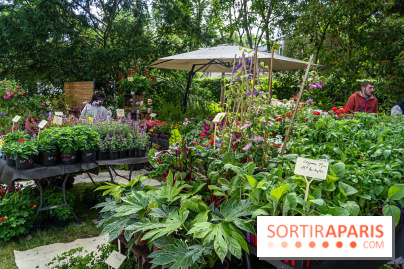 Seine-et-Marne : La Foire aux Plantes à Larchant 2026 : marché, troc et animations - 77