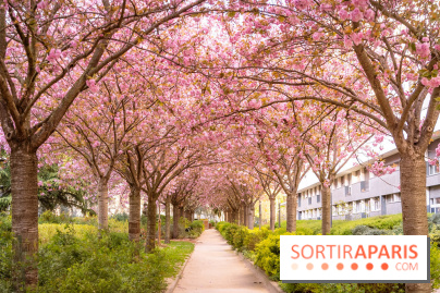 La Mail de Bièvre et ses cerisiers en fleurs, le spot Hanami caché à Paris