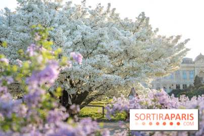 Le cerisier du Japon 'Shirotae' du Jardin des Plantes : l'arbre remarquable au blanc éclatant en fleurs