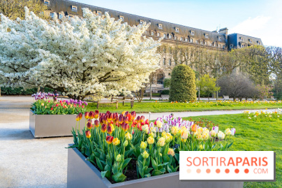Cerisier du Japon Shirotae du Jardin des Plantes : l'arbre remarquable au blanc éclatant en fleurs