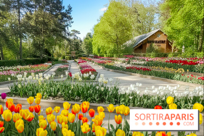 Le Parc Floral de Paris Vincennes, tulipes