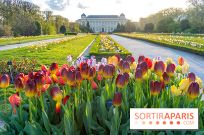 Tulipes et coquelicots, des floraisons exceptionnelles pour les 400 ans du Jardin des plantes 