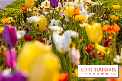 Où voir des tulipes à Paris ? 