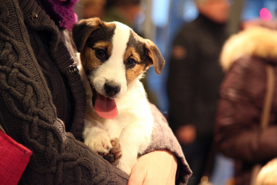 Animal Expo 2016 au Parc Floral de Paris