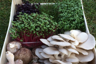 La Caverne, la première ferme urbaine en sous-sol de Paris