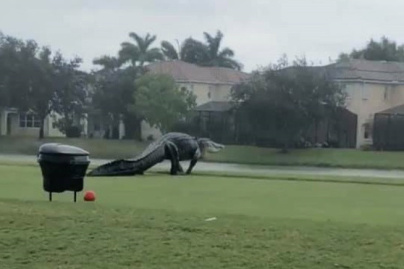 Un alligator géant aperçu dans un golf en Floride !