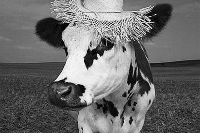 Oh la Vache ! Une exposition de Mondino à la Milk Factory