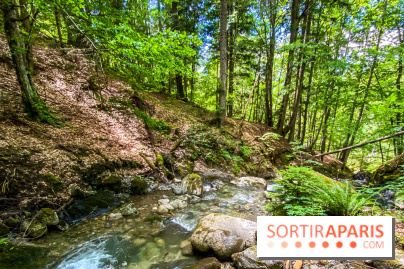 Les Nuits des Forêts 2022, redécouvrez vos forêts !